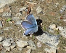 Argusblåvinge (Plebejus argus)