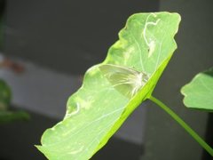 Liten kålsommerfugl (Pieris rapae)