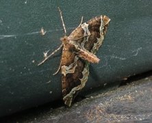 Hagebærmåler (Eulithis prunata)