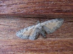 Rustdvergmåler (Eupithecia icterata)