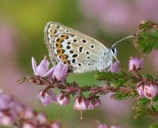 Argus-/idasblåvinge (Plebejus argus/idas)