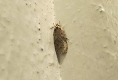 Agonopterix heracliana