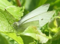 Liten kålsommerfugl (Pieris rapae)