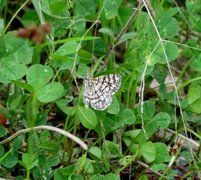 Rutemåler (Chiasmia clathrata)