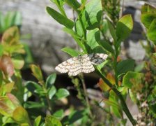 Lyngmåler (Ematurga atomaria)