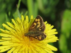 Svartflekksmyger (Carterocephalus silvicola)