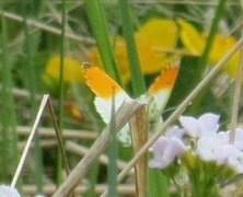 Aurorasommerfugl (Anthocharis cardamines)