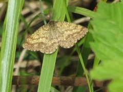 Lyngmåler (Ematurga atomaria)