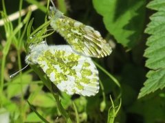 Aurorasommerfugl (Anthocharis cardamines)