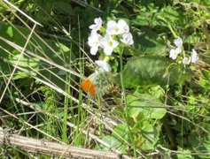 Aurorasommerfugl (Anthocharis cardamines)