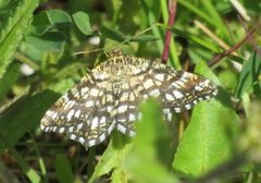 Rutemåler (Chiasmia clathrata)