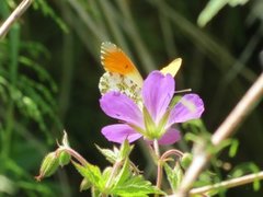 Aurorasommerfugl (Anthocharis cardamines)