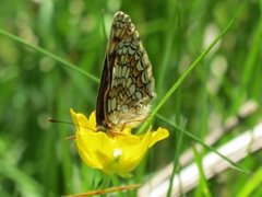 Marimjellerutevinge (Melitaea athalia)