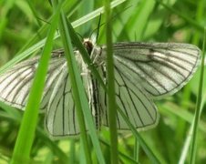 Ribbemåler (Siona lineata)