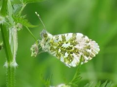 Aurorasommerfugl (Anthocharis cardamines)