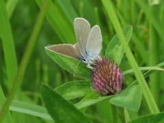 Engblåvinge (Cyaniris semiargus)