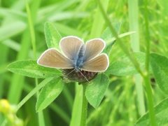 Engblåvinge (Cyaniris semiargus)