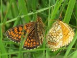 Marimjellerutevinge (Melitaea athalia)