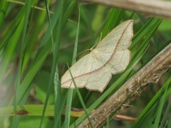 Grå syremåler (Timandra griseata)