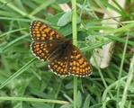 Marimjellerutevinge (Melitaea athalia)