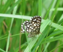 Rutemåler (Chiasmia clathrata)