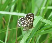 Rutemåler (Semiothisa clathrata)