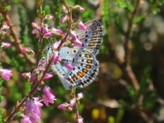 Argus-/idasblåvinge (Plebejus argus/idas)