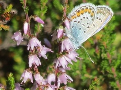 Argus-/idasblåvinge (Plebejus argus/idas)