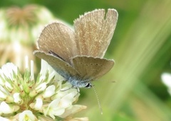 Engblåvinge (Cyaniris semiargus)