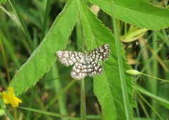 Rutemåler (Chiasmia clathrata)