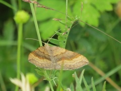 Brun bakkemåler (Scotopteryx chenopodiata)