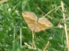 Brun bakkemåler (Scotopteryx chenopodiata)