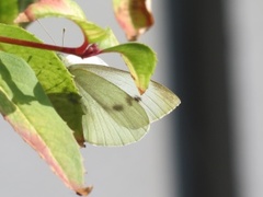 Liten kålsommerfugl (Pieris rapae)