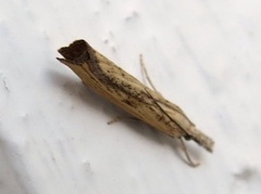 Blek nebbmott (Agriphila straminella)