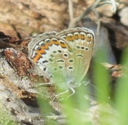 Argus-/idasblåvinge (Plebejus argus/idas)