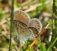 Argus-/idasblåvinge (Plebejus argus/idas)