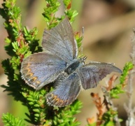 Argus-/idasblåvinge (Plebejus argus/idas)