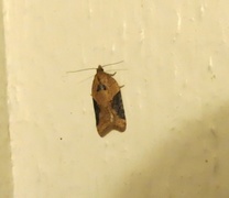 Buskflatvikler (Acleris laterana)