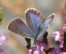 Argusblåvinge (Plebejus argus)