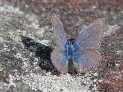 Idasblåvinge (Plebejus idas)