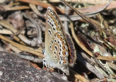 Argusblåvinge (Plebejus argus)