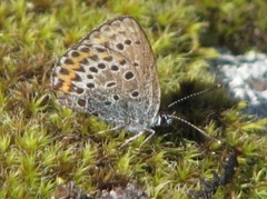 Argus-/idasblåvinge (Plebejus argus/idas)