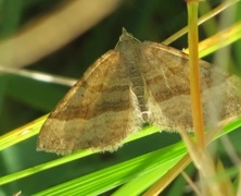 Brun bakkemåler (Scotopteryx chenopodiata)