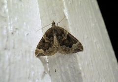 Hagebærmåler (Eulithis prunata)