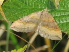 Brun bakkemåler (Scotopteryx chenopodiata)