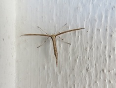Vindelfjærmøll (Emmelina monodactyla)