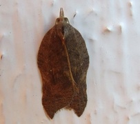 Konkavflatvikler (Acleris emargana)