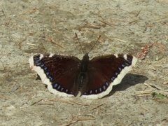 Sørgekåpe (Nymphalis antiopa)