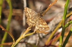 Lyngmåler (Ematurga atomaria)