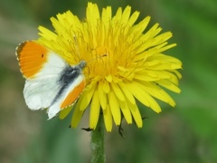 Aurorasommerfugl (Anthocharis cardamines)